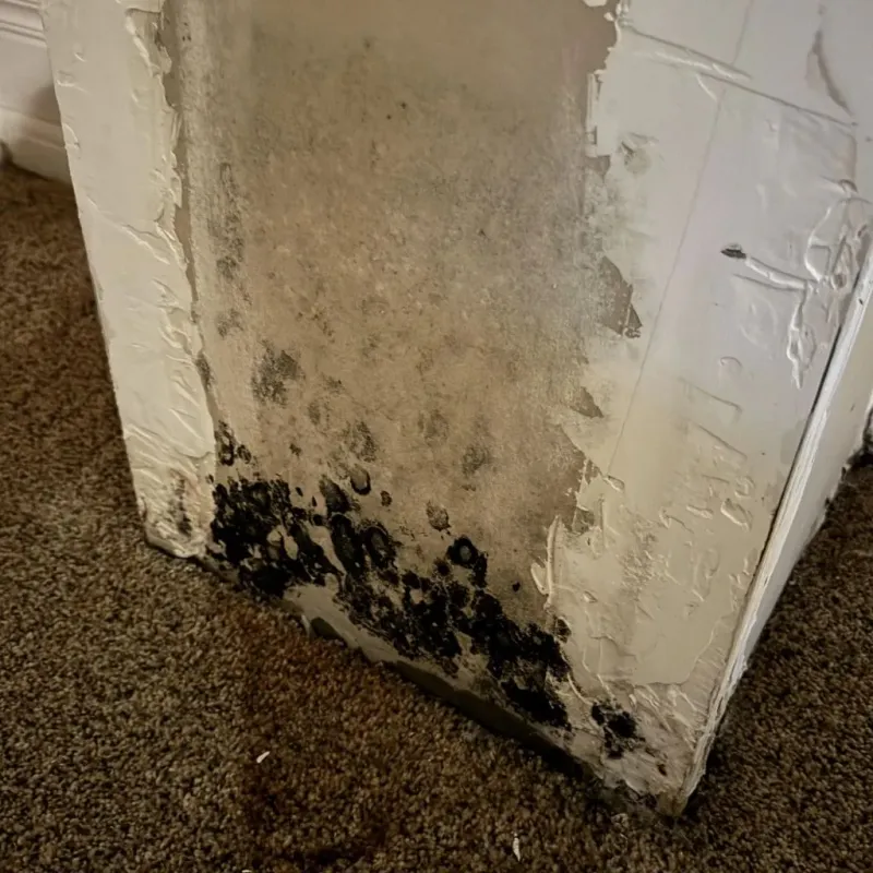 Professional Mold Removal in National City, CA